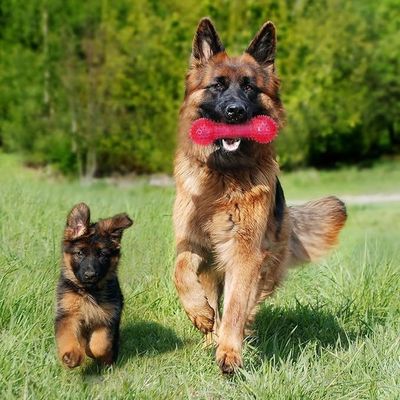 Приспособляемая костяная игрушка для домашних животных TPR для агрессивных жевателей Нетоксичная и прочная